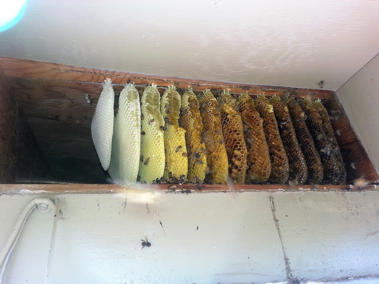 HTS Bees LLC project